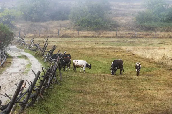 Tiro Ângulo Alto Das Vacas Que Pastam Campo Perto Estrada — Fotografia de Stock