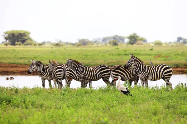 Groupe Zèbres Une Cigogne Blanche Dans Parc National Tsavo East — Photo