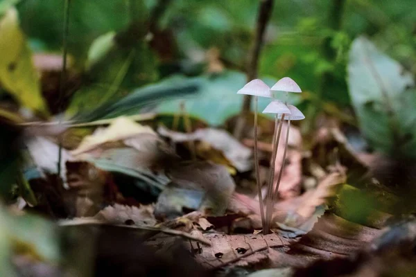 Close Tiro Foco Seletivo Cogumelos Selvagens Crescendo Uma Floresta Com — Fotografia de Stock