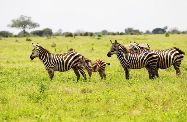 Eine Gruppe Zebras Weidet Tsavo East National Park Kenia Afrika — Stockfoto