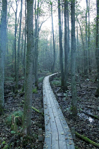 Une Longue Promenade Milieu Des Bois Avec Des Branches Des — Photo