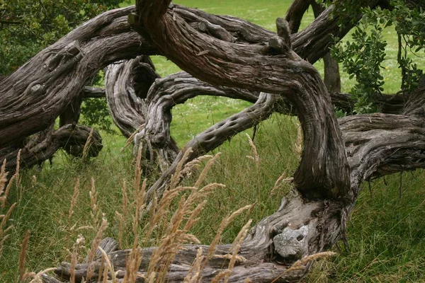 Piękne Ujęcie Starego Drzewa Polu Trawy — Zdjęcie stockowe
