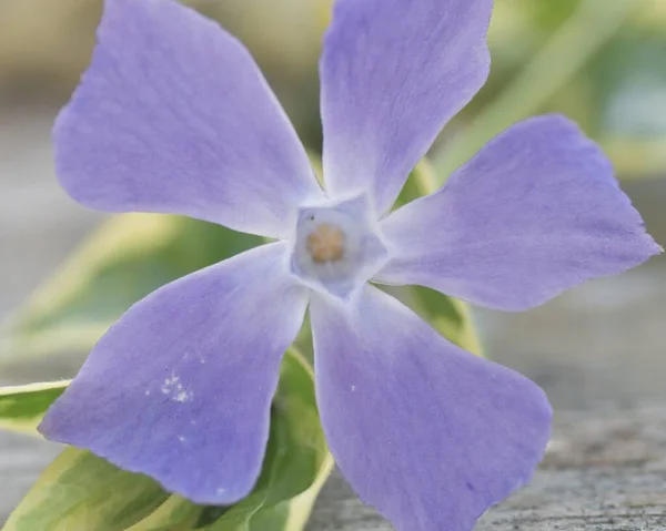 Gros Plan Une Fleur Lierre Pourpre Avec Des Gouttes Eau — Photo