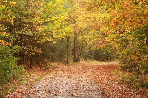 Bela Paisagem Caminho Através Das Árvores Queda Floresta — Fotografia de Stock