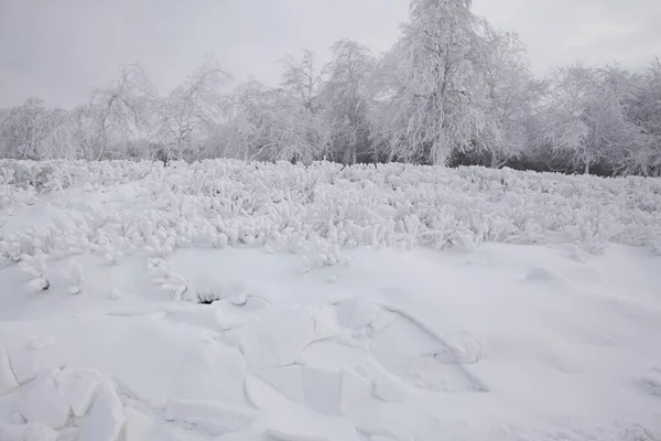 昼間は純白の雪に覆われた森 — ストック写真