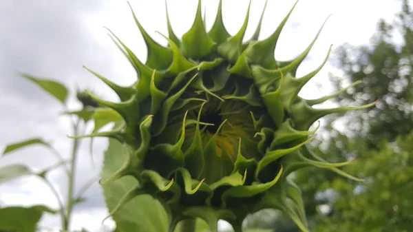 Primo Piano Una Pianta Verde Con Sfondo Sfocato — Foto Stock