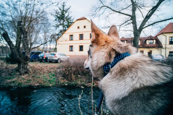 Gros Plan Chien Domestique Près Une Rivière Entourée Voitures Bâtiments — Photo