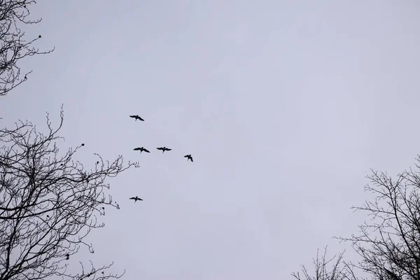 Een Lage Hoek Uitzicht Van Vogels Vliegen Boven Kale Bomen — Stockfoto