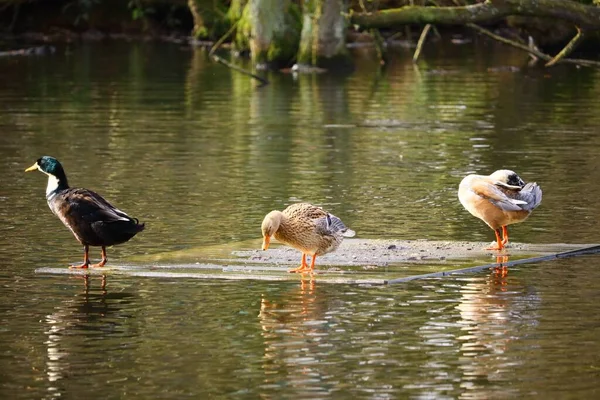 Trois Colverts Debout Près Lac Entouré Arbres Sous Lumière Soleil — Photo