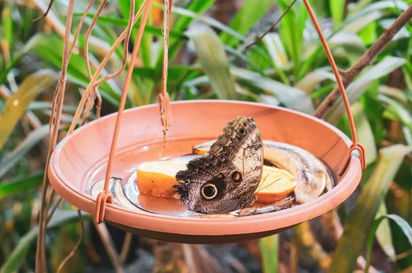 オレンジのスライスとバナナの皮を持つ鍋に茶色の蝶 — ストック写真