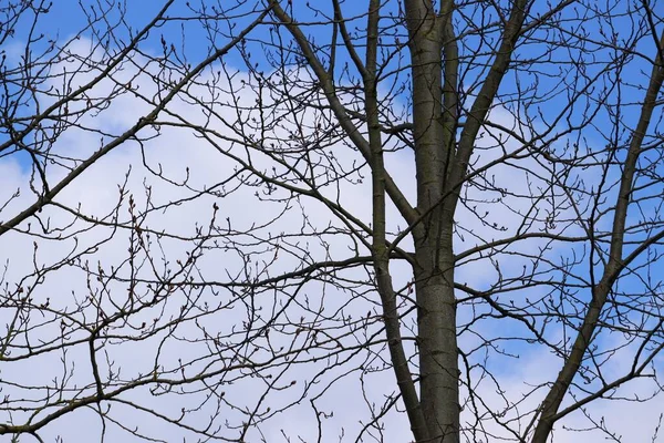 Сухі Гілки Дерева Під Небом Повні Хмар — стокове фото