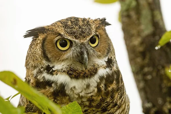 Gros Plan Grand Duc Amérique Sur Une Branche Sous Lumière — Photo