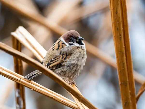 Beau Cliché Mignon Moineau Debout Sur Une Branche Dans Parc — Photo