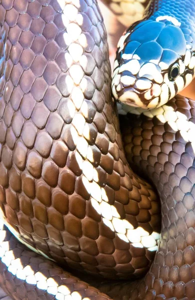 Uma Foto Vertical Uma Serpente Rei Califórnia Enrolada Torno Mesma — Fotografia de Stock