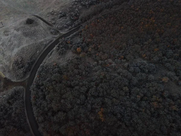 Plan Aérien Arbres Dans Forêt — Photo