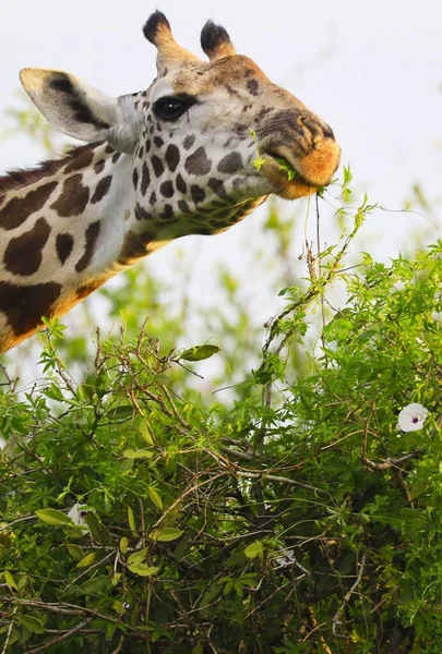 Bonito Massai Girafa Tsavo East National Park Quênia África — Fotografia de Stock