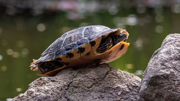 Eine Schildkröte Panzer Auf Einem Stein Mit Verschwommenem Hintergrund — Stockfoto