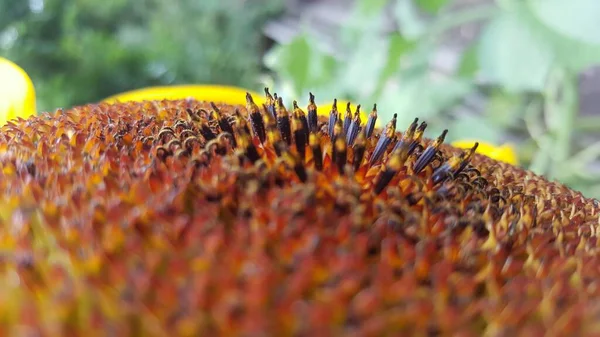 Eine Nahaufnahme Der Sonnenblume Auf Dem Feld — Stockfoto