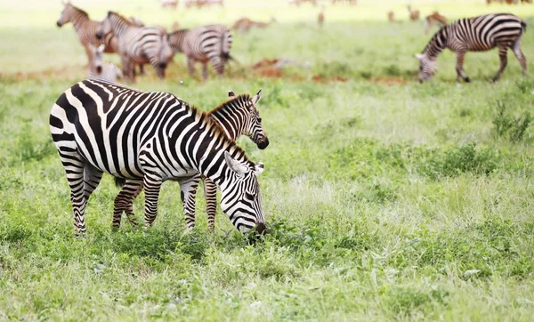 Groupe Zèbres Broutant Dans Parc National Tsavo East Kenya Afrique — Photo