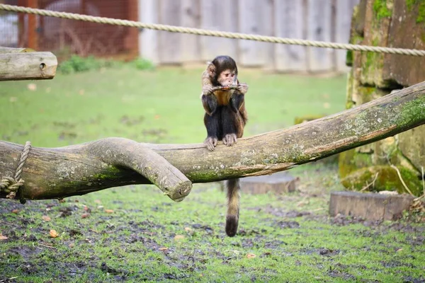 Tiro Ângulo Largo Macaco Sentado Pedaço Madeira — Fotografia de Stock