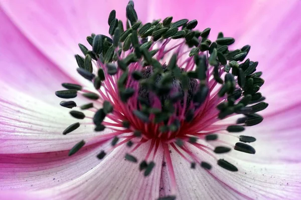 Primo Piano Fiore Con Stami — Foto Stock