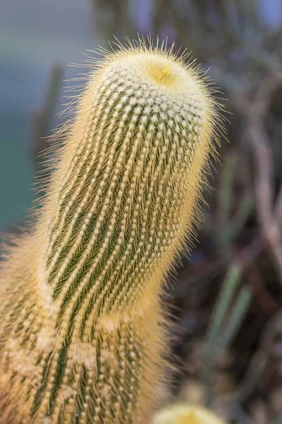 Disparo Vertical Cactus Con Pequeñas Espigas — Foto de Stock