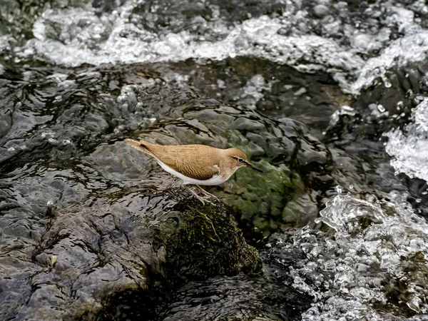 Belo Tiro Pássaro Comum Sandpiper Perto Rio Sakai Uma Floresta — Fotografia de Stock