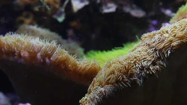 Due Anemoni Marini Uno Accanto All Altro Acqua — Foto Stock