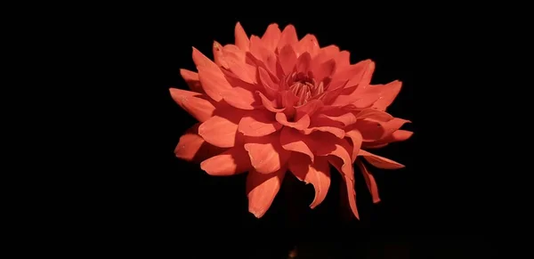 Primo Piano Panoramico Fiore Arancio Fiore Sfondo Nero — Foto Stock