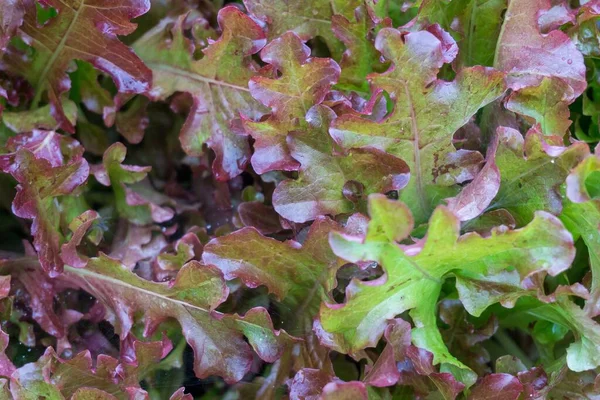 Primer Plano Plantas Hepáticas Rojas Verdes —  Fotos de Stock