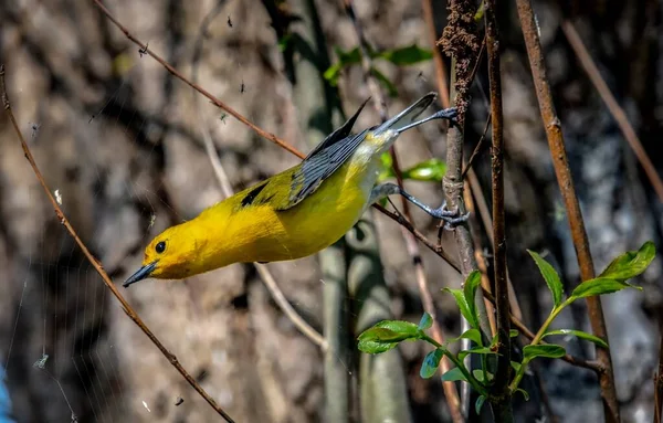 Prothonotary Warbler Shot Boardwalk Spring Migration Magee Marsh Wildlife Area — Stock Photo, Image