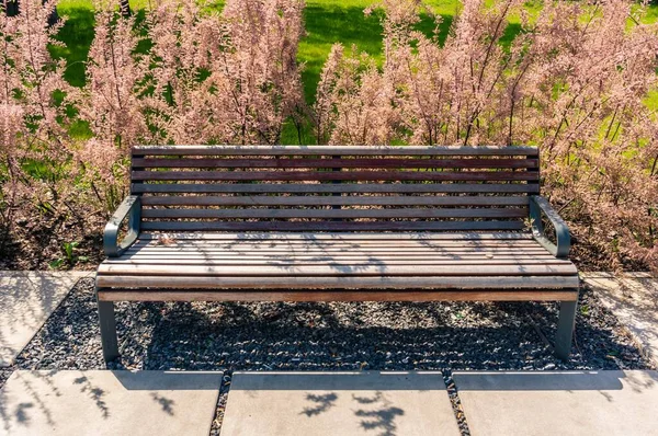 Eine Holzbank Neben Schönen Lila Pflanzen Park — Stockfoto