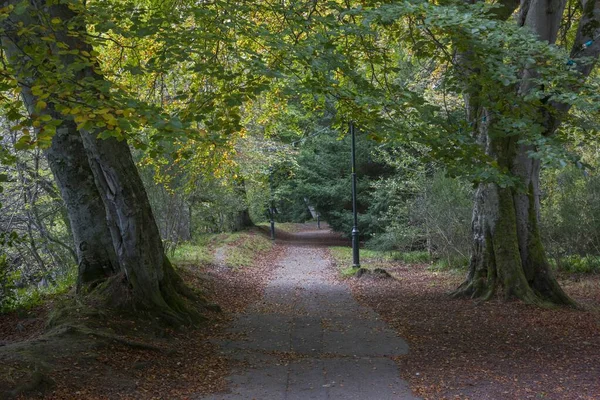 Landscape Park Big Trees Autumn Fallen Leaves Ground — Stock Photo, Image