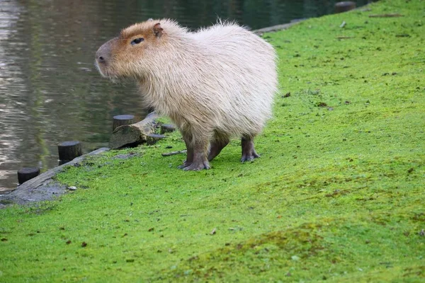 Szary Capybara Stojący Polu Zielonej Trawy Obok Wody — Zdjęcie stockowe