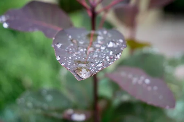 Detailní Záběr Fialových Rostlinných Listů Pokrytých Kapkami Rosy — Stock fotografie