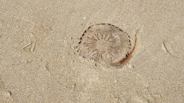 Plan Rapproché Une Silhouette Brune Escargot Sur Une Plage Sable — Photo