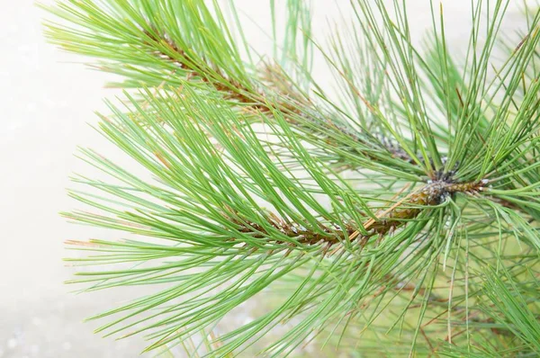 Närbild Skott Tall Grenar Vit Bakgrund — Stockfoto