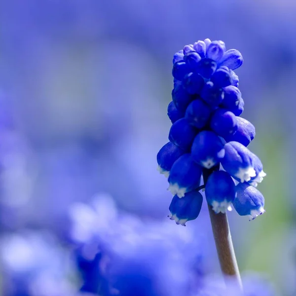 Крупним Планом Знімок Синього Виноградного Гіацинту Розмитим Тлом — стокове фото
