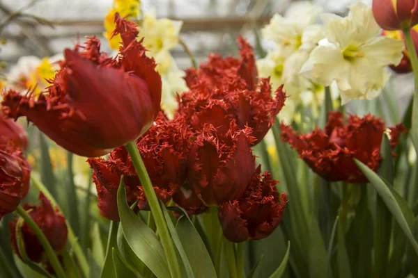 Gros Plan Belles Tulipes Crispa Pétales Rouges Dans Jardin — Photo