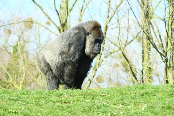 白天被树木环绕的黑色大猩猩 — 图库照片