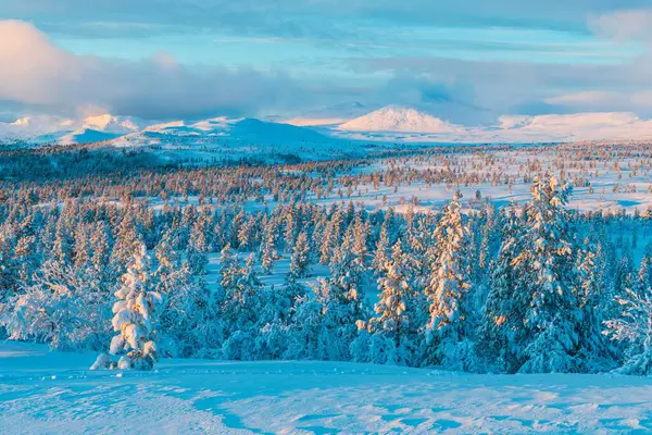 Karla Kaplı Çam Ağaçları Olan Bir Orman — Stok fotoğraf