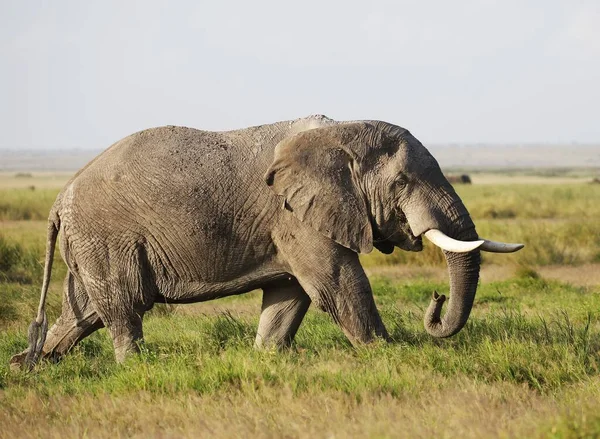 Een Olifant Lopend Een Groen Veld Amboseli Nationalpark Kenia — Stockfoto