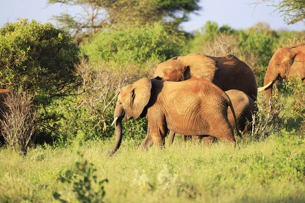 아프리카 케냐의 들판에서 마리의 코끼리가 나란히 — 스톡 사진