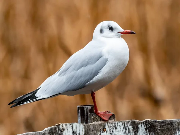 Belo Tiro Pássaro Branco Uma Cerca Madeira Fundo Embaçado — Fotografia de Stock