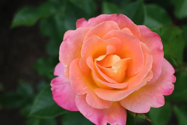 Closeup Garden Rose Surrounded Greenery Sunlight Blurry Background — Stock Photo, Image