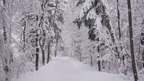 Sendero Rodeado Árboles Cubiertos Nieve Durante Día Invierno — Foto de Stock