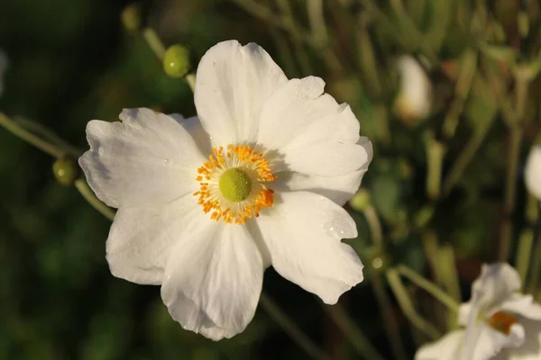 Zbliżenie Ujęcia Białego Kwiatu Anemonu Żniwa Ogrodzie Słoneczny Dzień — Zdjęcie stockowe
