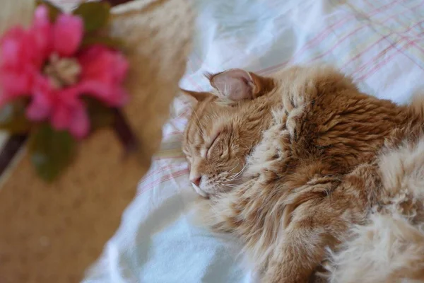 Tiro Foco Seletivo Gato Gengibre Bonito Cama Perto Chapéu Com — Fotografia de Stock