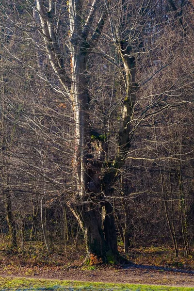 Vertikal Bild Ett Gammalt Träd Skog Maksimir Park Zagreb Kroatien — Stockfoto