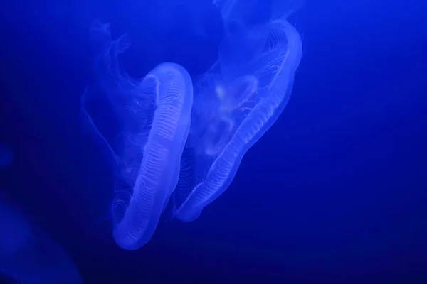 Undervattensbild Vackra Maneter Blått Vatten — Stockfoto